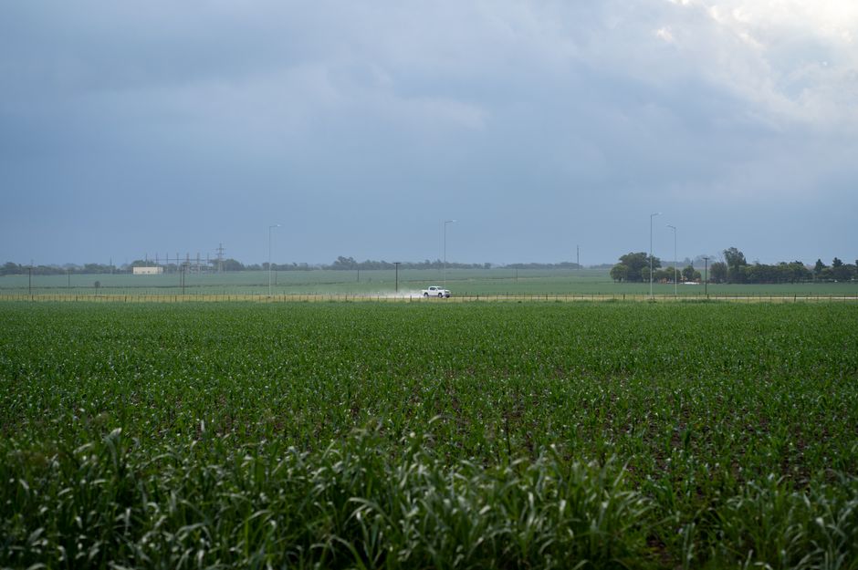 Corn fields along a rural highway in Dubuque County, Iowa