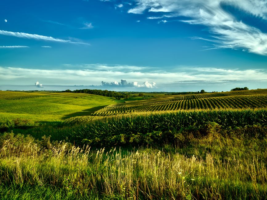 Rolling cornfields in rural Dubuque County, Iowa