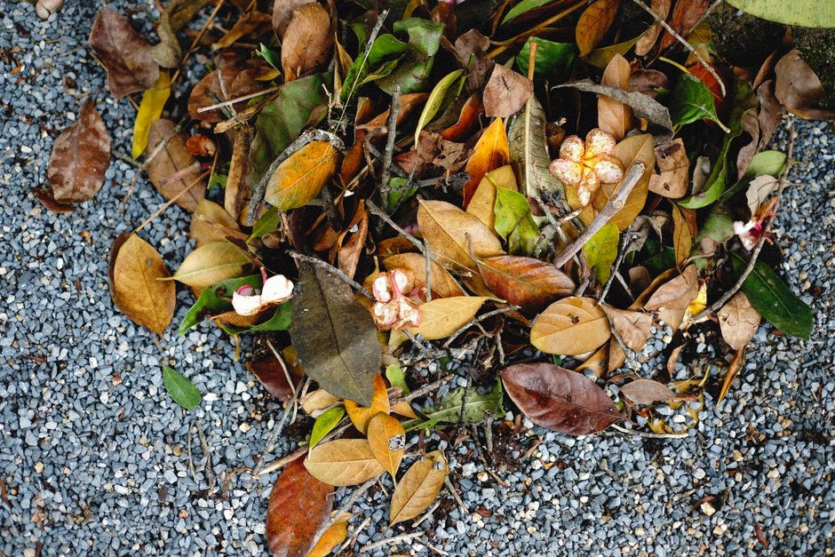 Leaves and debris packed inside a residential gutter trough